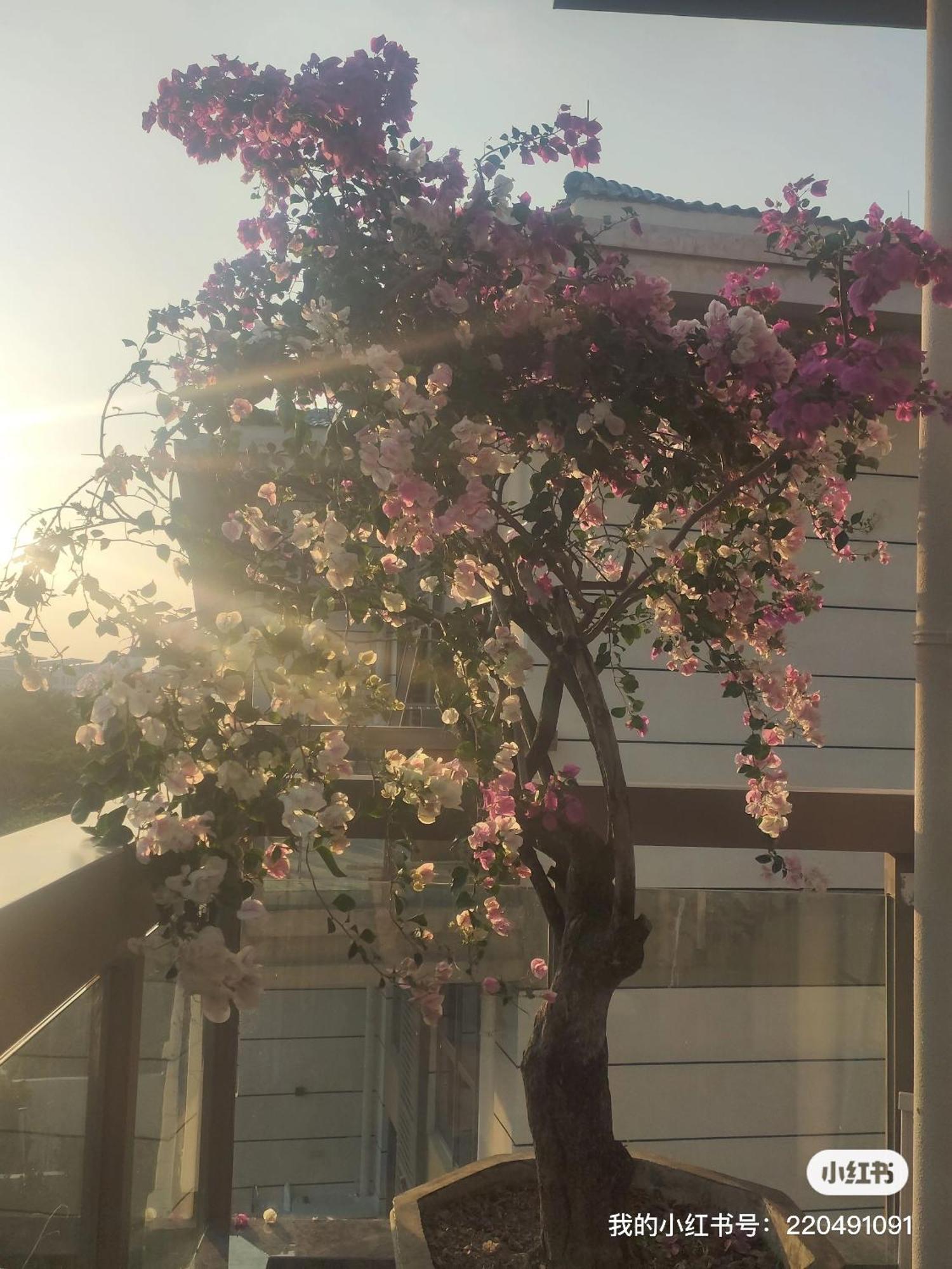 Appartement Shiguanghui à Sanya Extérieur photo